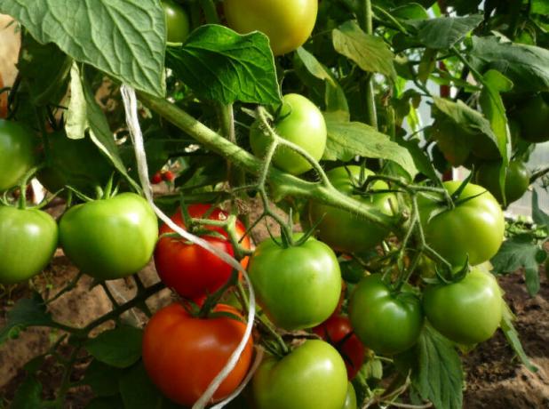 paradajka "Snegirek"