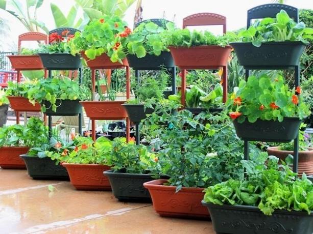 Ako pestovať zeleninu v kontajneroch
