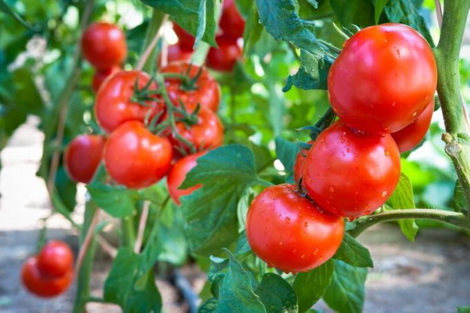 Úroda paradajky. Ilustrácie pre článok je určený pre štandardné licencie © ofazende.ru