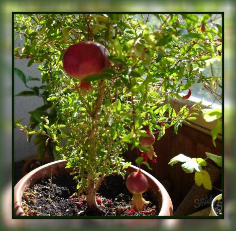 Ako rastú granátové jablko doma, takže si môžete hodovať na chutné ovocie priamo z parapetu!