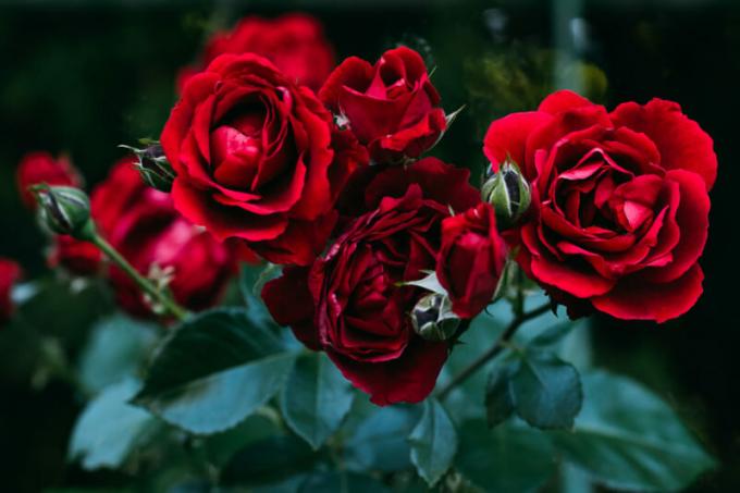 Ako ušetriť ružové rastliny na jar - dátum vydania. Ilustrácie pre článok je určený pre štandardné licencie © ofazende.ru