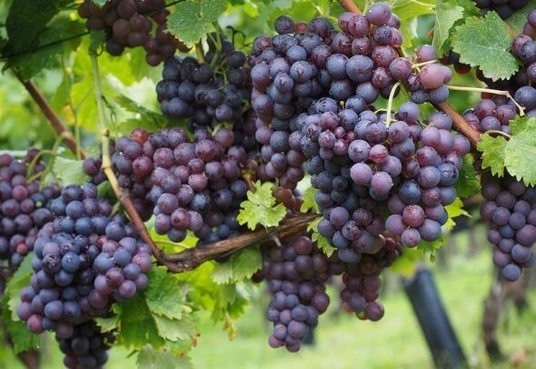 Ako rastliny a starostlivosť o vinič, aby si dobrú úrodu