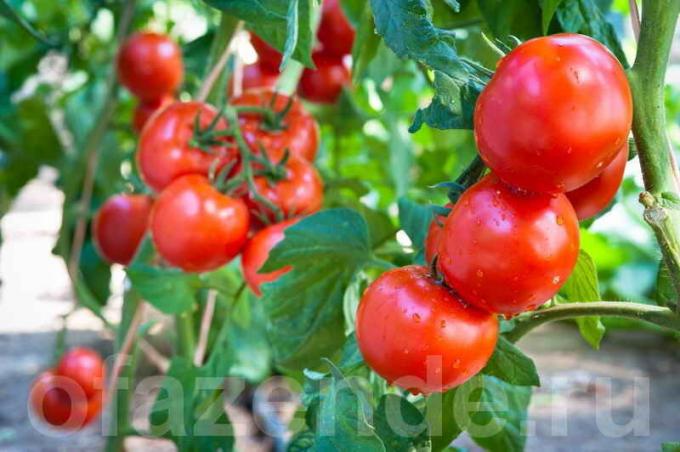 Ako a kedy sprej paradajky zachovať a zvyšovať úrodu