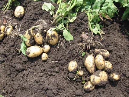 Čo priviedlo som experiment odrezaním všetkých kvetín zemiakov