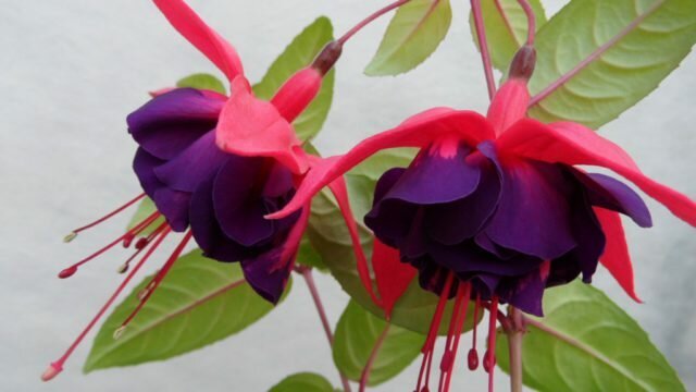Dvojité kvety s karmínovo sepals a tmavo fialovej okvetné lístky