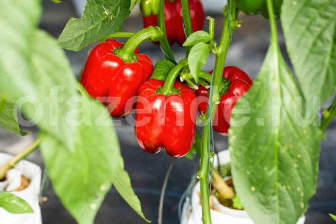Pestovanie papriky. Ilustrácie pre článok je určený pre štandardné licencie © ofazende.ru