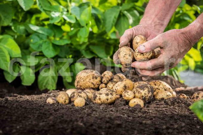 Ochorenie Potato počas skladovania