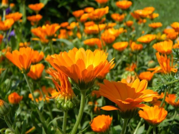 11 najkrajších a nenáročný kvetinová záhrada