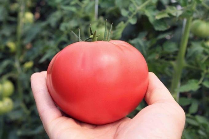 Ako zvýšiť obsah cukru v paradajok, ak sú "kyslá". jednoduchý recept