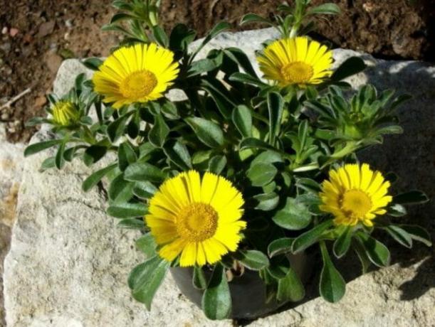 Kontajner Záhradníctvo - nenáročné rastliny pre vašu záhradu: tipy pre záhradníkov