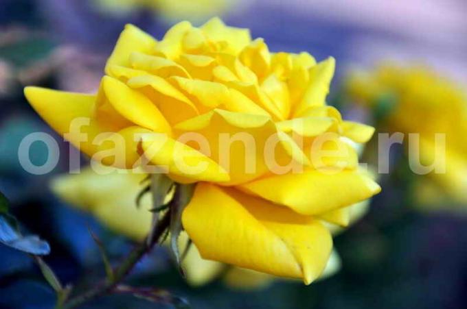 Žltá ruža. Ilustrácie pre článok je určený pre štandardné licencie © ofazende.ru