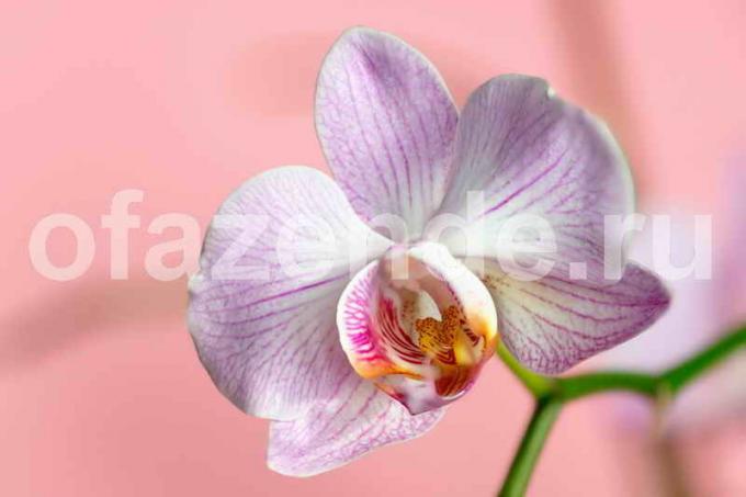 Orchidea kvetina. Ilustrácie pre článok je určený pre štandardné licencie © ofazende.ru