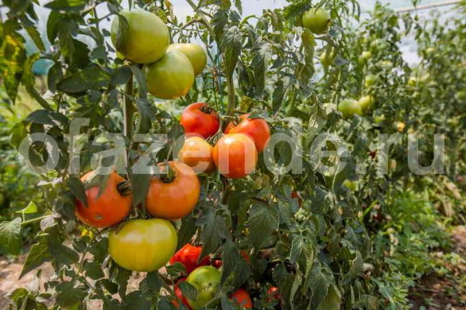 Úroda paradajky. Ilustrácie pre článok je určený pre štandardné licencie © ofazende.ru
