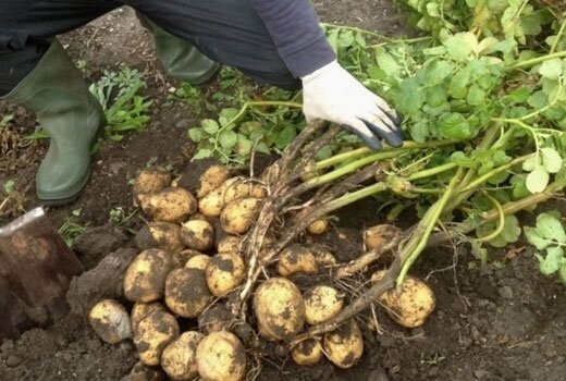 Ako pestovať skoré zemiaky