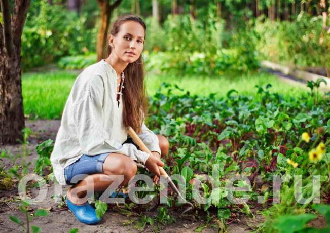 Zeleninová záhradka pre lenivej ľudí s rukami Tips záhradkárov