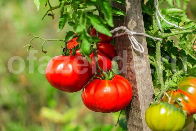 Podväzkové paradajky. Ilustrácie pre článok je určený pre štandardné licencie © ofazende.ru