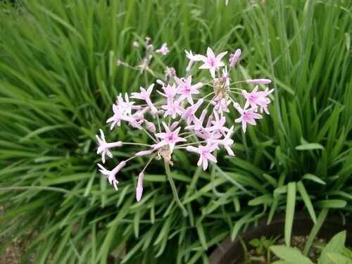 Tulbaghia purple