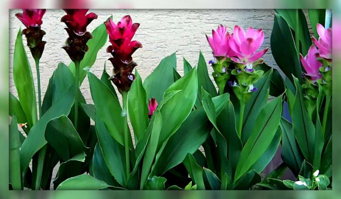 Ako pestovať na okennom parapete kurkumy a dostať len nádherný kvet izbu
