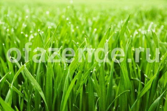 Lawn grass. Ilustrácie pre článok je určený pre štandardné licencie © ofazende.ru