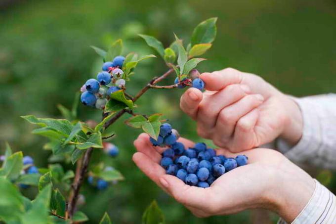 Blueberry úrodu. Ilustrácie pre článok je určený pre štandardné licencie © ofazende.ru