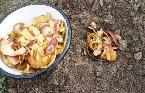Použitie šupky zo zemiakov v záhrade. Odpadu, ktorý je prínosom