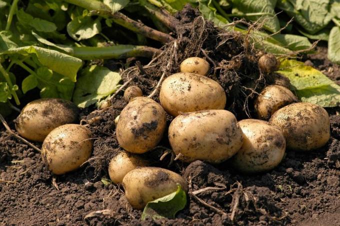 Výsadba zemiakov bez kopanie do zeme, alebo svoju metódu, ktorá poskytuje výsledky