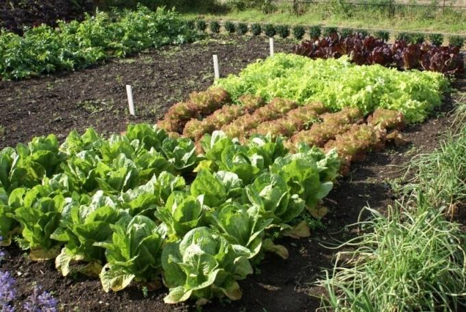 Vytvorenie zeleninovú záhradu pre začiatočníkov: On, ktorý v prvom rade venovať pozornosť
