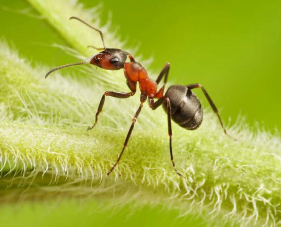 U záhradných mravcov - to je skutočný problém. Ilustrácie pre článok je určený pre štandardné licencie © ofazende.ru