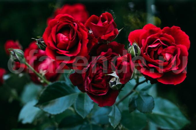 8 tajomstvo pestovania ruží