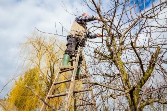 Pravidelne záhradkári znížiť veľké konáre na ovocných stromov. Ilustrácie pre článok je určený pre štandardné licencie © ofazende.ru