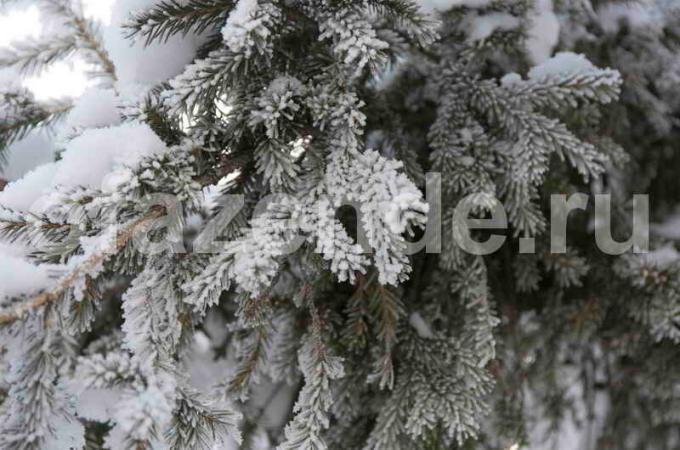 Príprava ihličnatých stromov na zimu. Ilustrácie pre článok je určený pre štandardné licencie © ofazende.ru