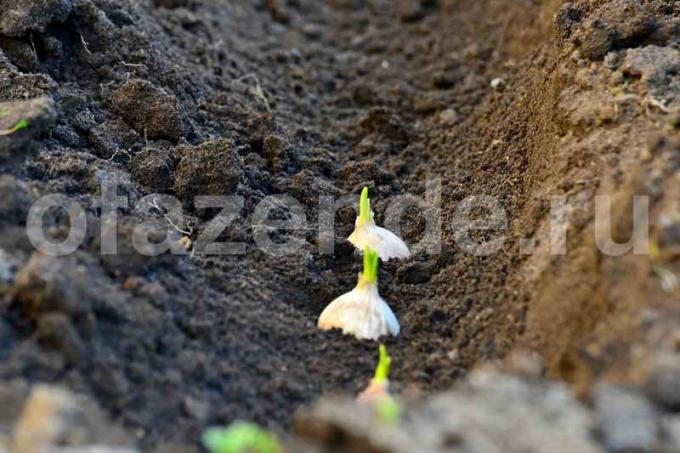 Pestovanie cesnaku. Ilustrácie pre článok je určený pre štandardné licencie © ofazende.ru
