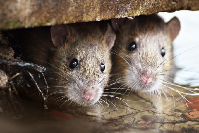 Čo izolačné myšou nehryzú? Výsledky experimentu.