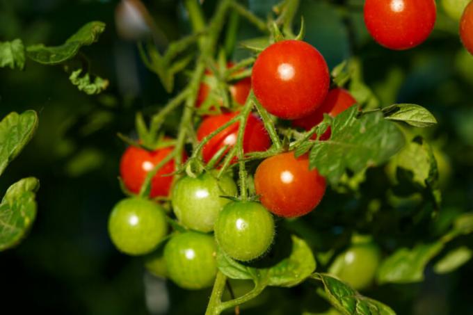 Cherry paradajky sú vhodné pre záhradné interiéru. Ilustrácie pre článok je určený pre štandardné licencie © ofazende.ru