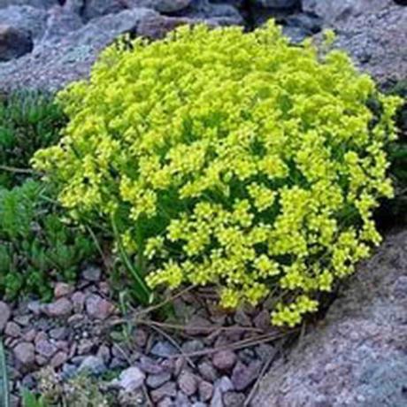 Zimovzdorné rastlina s tmavo žlté kvety