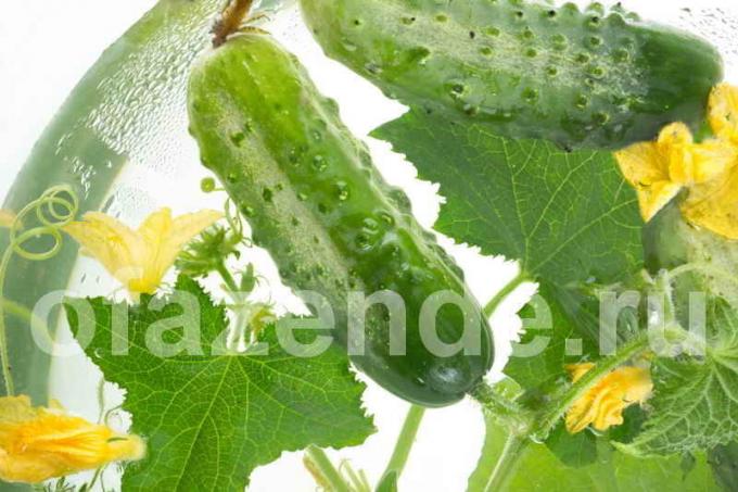 Prečo skrútené listy uhorky - 8 možné príčiny