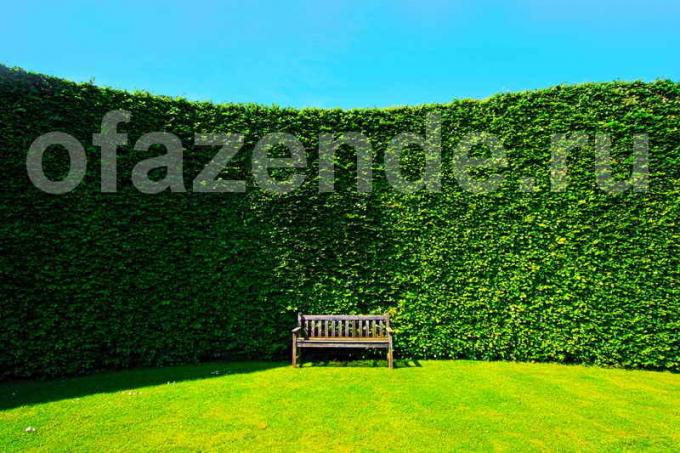 Hedge na svoj web: tipy záhradníkov
