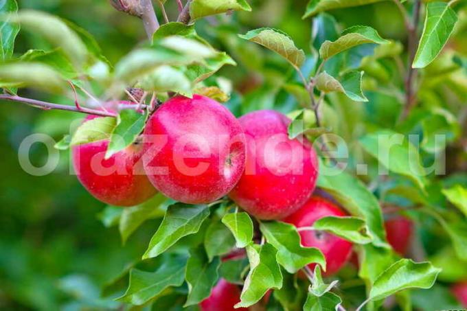 Jablká na mladých jablone. Ilustrácie pre článok je určený pre štandardné licencie © ofazende.ru