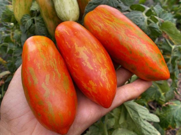 Tri druhy raných paradajok, ktoré vás určite prekvapí svojou jedinečnosťou a produktivitou (časť 4)