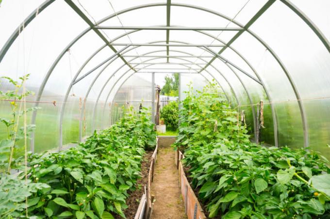 Pre normálny vývoj záhradníckych plodín vyžaduje dostatočný priestor vo vnútri skleníka. Ilustrácie pre článok je určený pre štandardné licencie © ofazende.ru