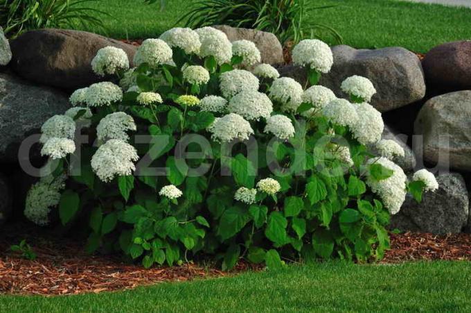 Hydrangea: osobitnú starostlivosť a kŕmenie domáce opravné