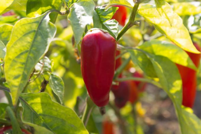 Pepper nie je náročné na podmienky pestovania, ale potrebuje úrodnú pôdu. Ilustrácie pre článok je určený pre štandardné licencie © ofazende.com