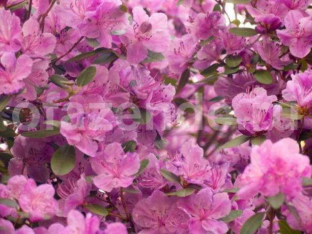 Pestovanie rododendrony. Ilustrácie pre článok je určený pre štandardné licencie © ofazende.ru