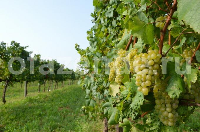 Pestovanie vínnej révy. Ilustrácie pre článok je určený pre štandardné licencie © ofazende.ru