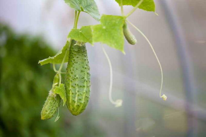 Triky starostlivosti uhorky v skleníku