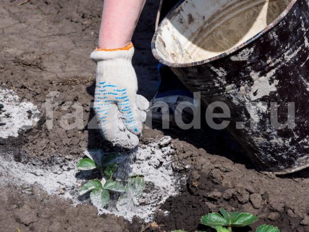 Hnojivých jahody. Ilustrácie pre článok je určený pre štandardné licencie © ofazende.ru