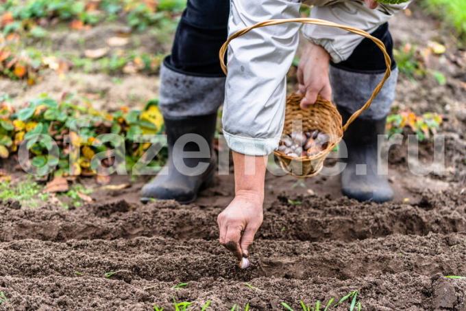 Práce na pestovanie rastlinných kultúr. Ilustrácie pre článok je určený pre štandardné licencie © ofazende.ru