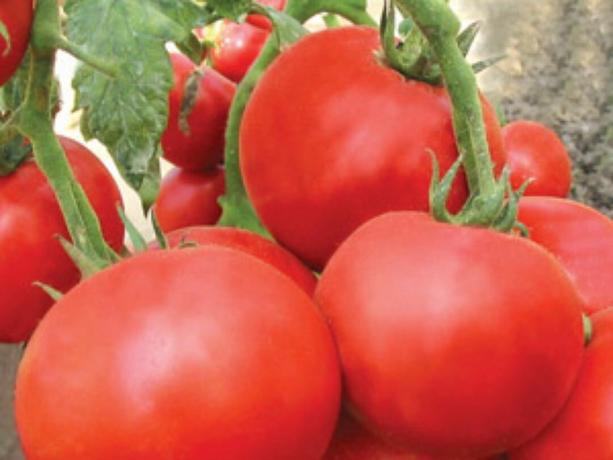 Väčšina skoré odrody paradajok: typov a popisov