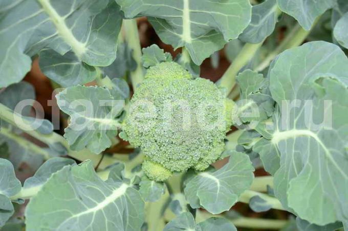 Rastúce brokolica: 8 tipov