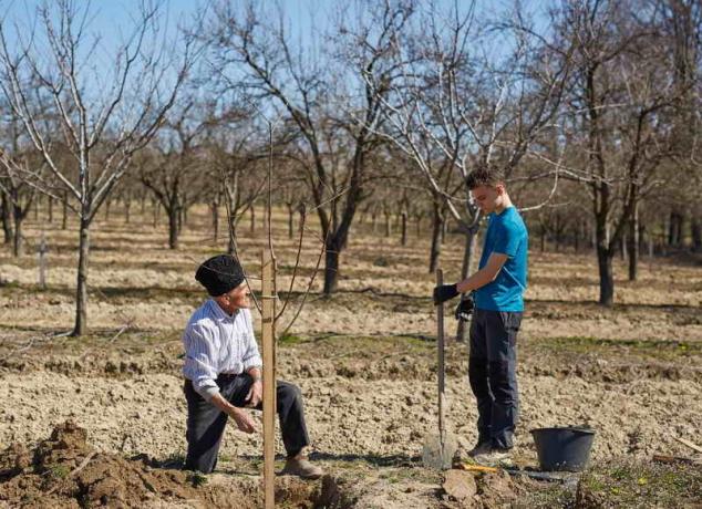 Výsadba ovocné stromy. Ilustrácie pre článok je určený pre štandardné licencie © ofazende.ru